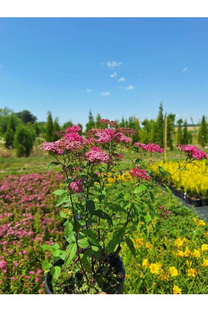 Спірея японська Ентоні Ватерер - 3л/вис.40-50см/Ø20-30см